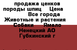 продажа ценков породы шпиц  › Цена ­ 35 000 - Все города Животные и растения » Собаки   . Ямало-Ненецкий АО,Губкинский г.